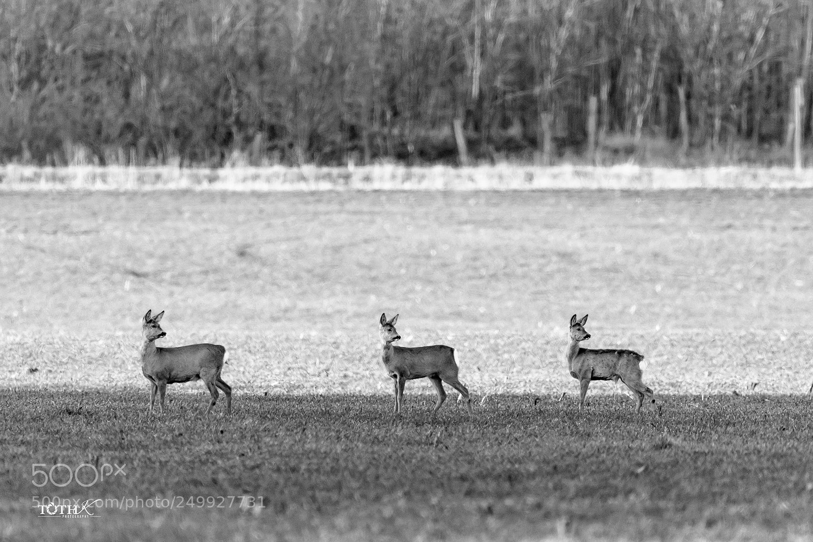 Canon EOS 7D Mark II sample photo. Untitled photography