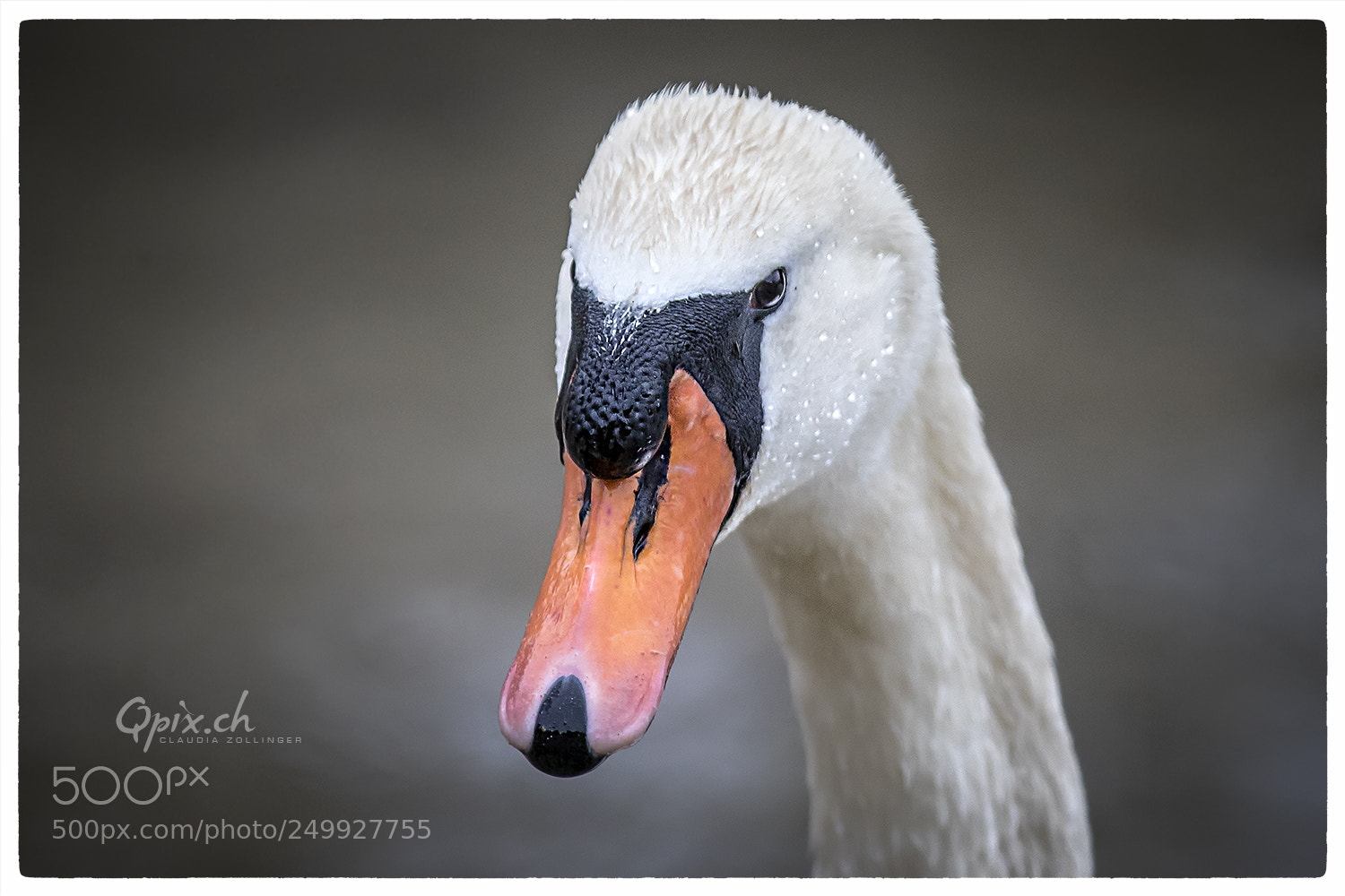 Canon EOS 80D sample photo. Eye to eye photography