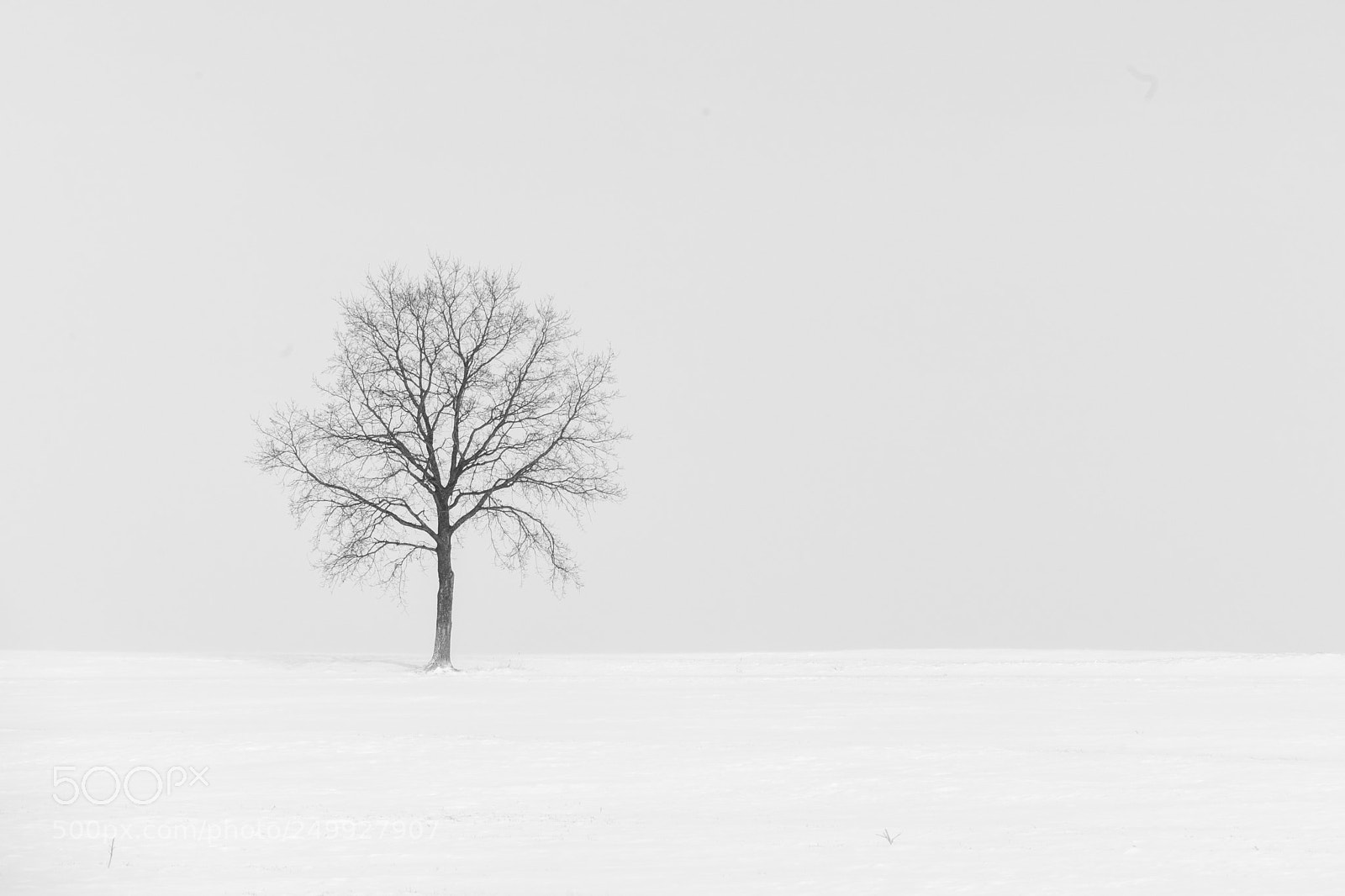 Sony a7 II sample photo. Just white photography