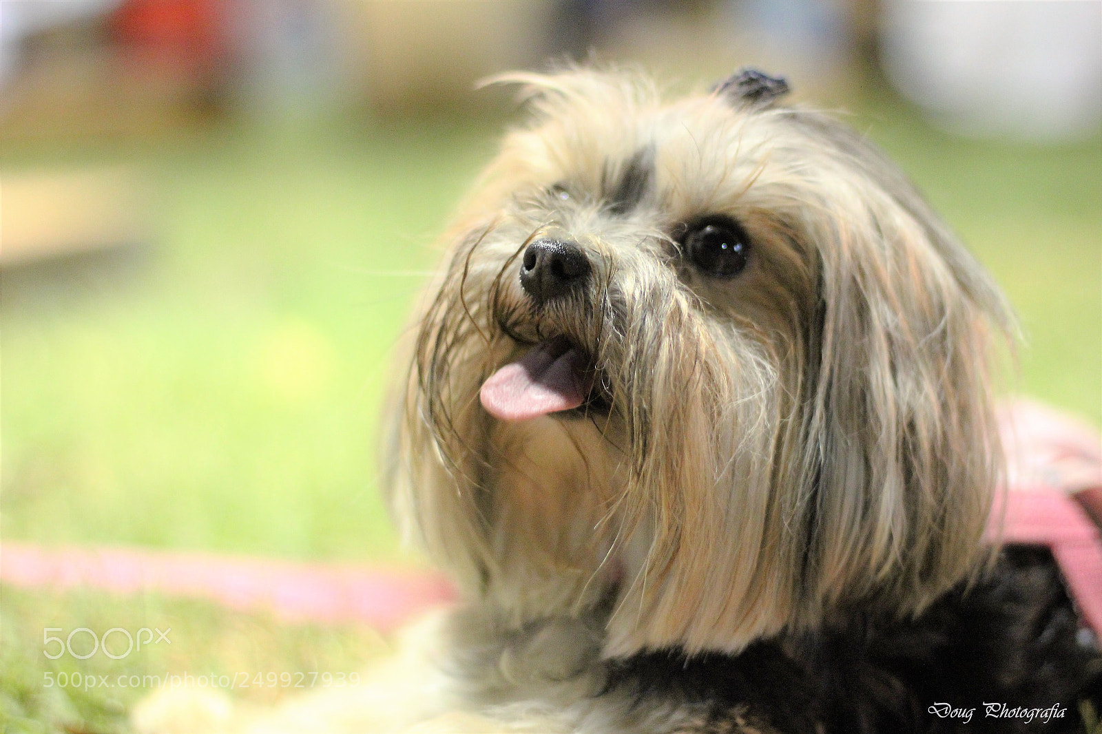 Canon EOS 1200D (EOS Rebel T5 / EOS Kiss X70 / EOS Hi) sample photo. Lola photography