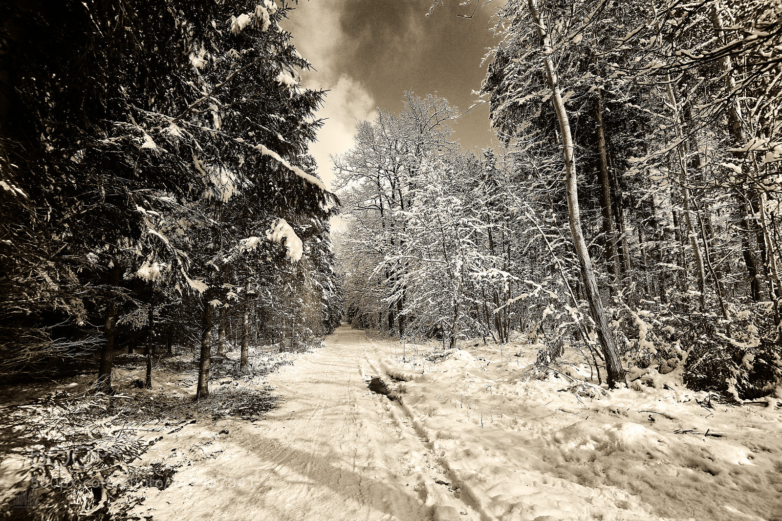 Sony ILCA-77M2 sample photo. Forest photography