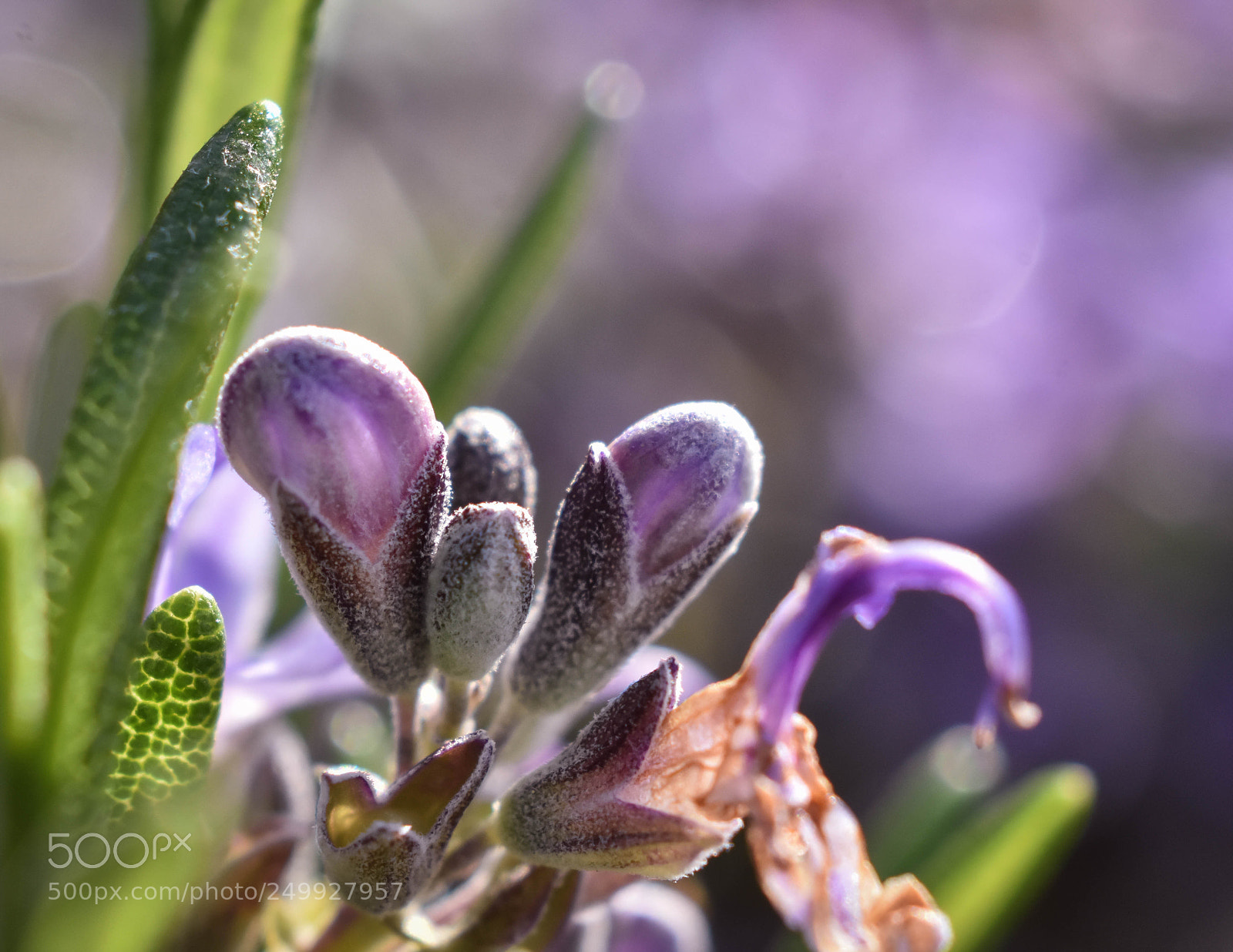 Nikon D3400 sample photo. Purple light photography