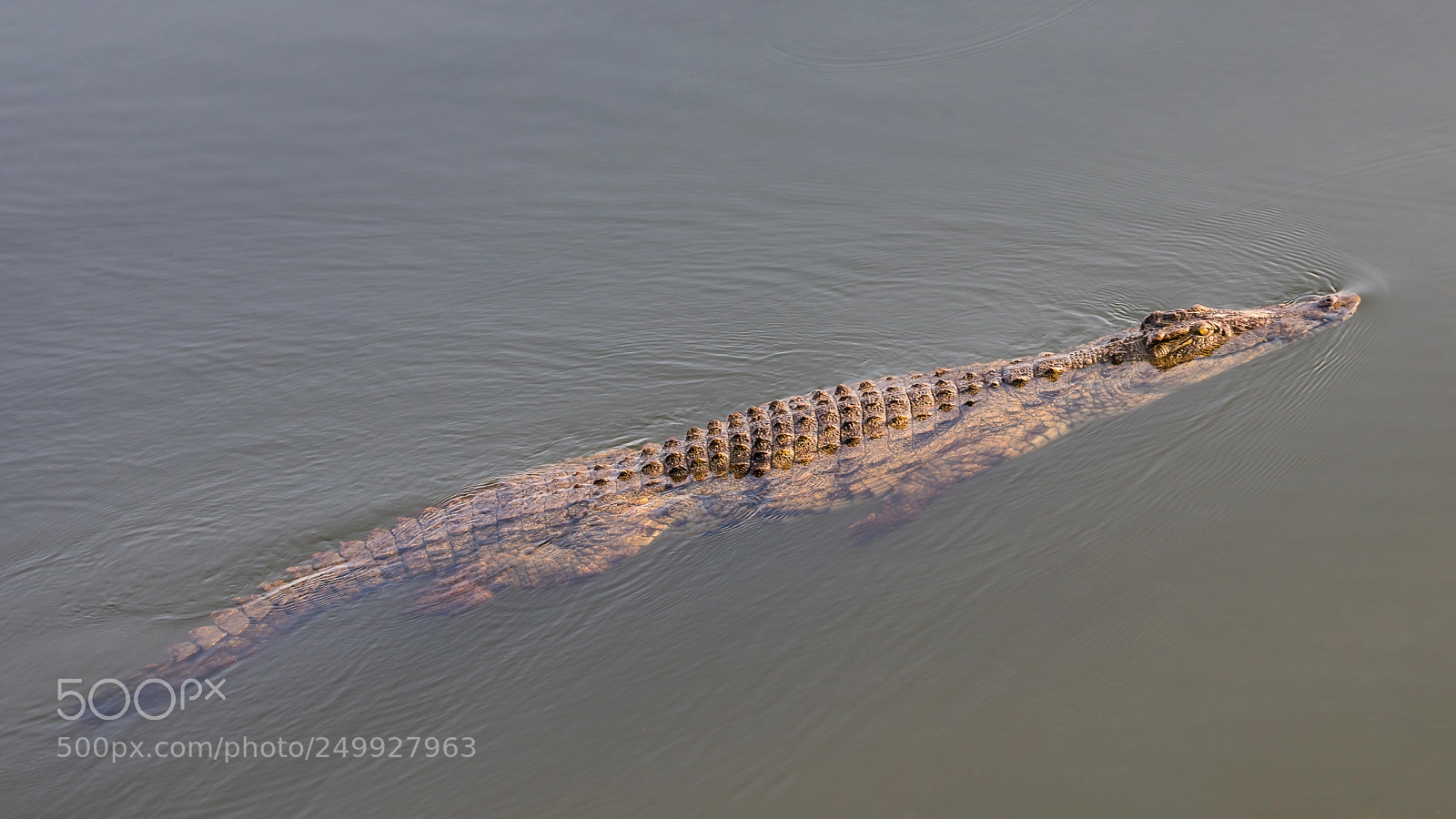 Canon EOS 5D Mark IV sample photo. Croc on the prowl photography