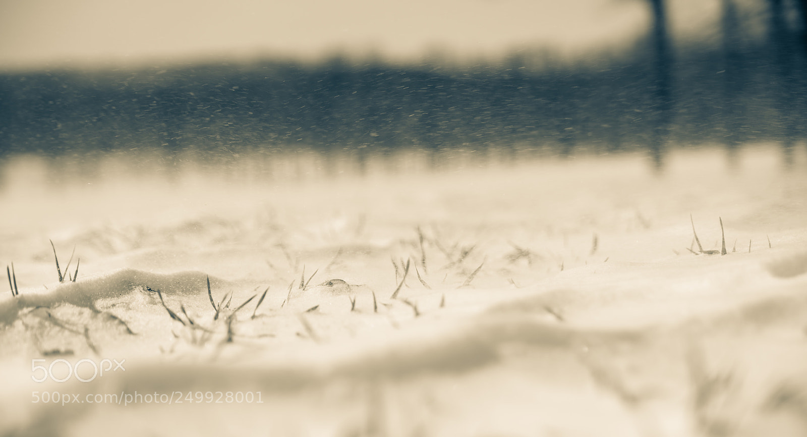 Sony a7 II sample photo. Zawierucha photography