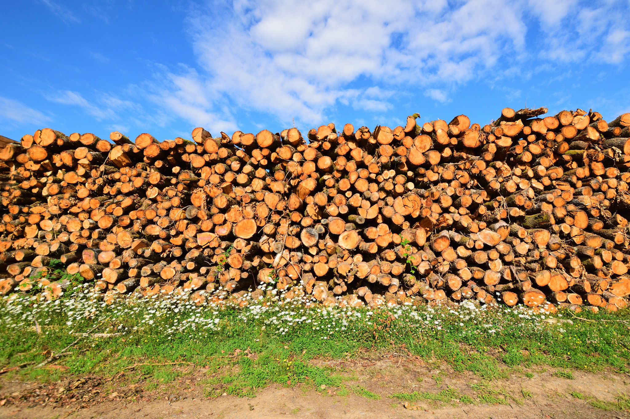 Sigma 10-20mm F3.5 EX DC HSM sample photo. Wood stack photography