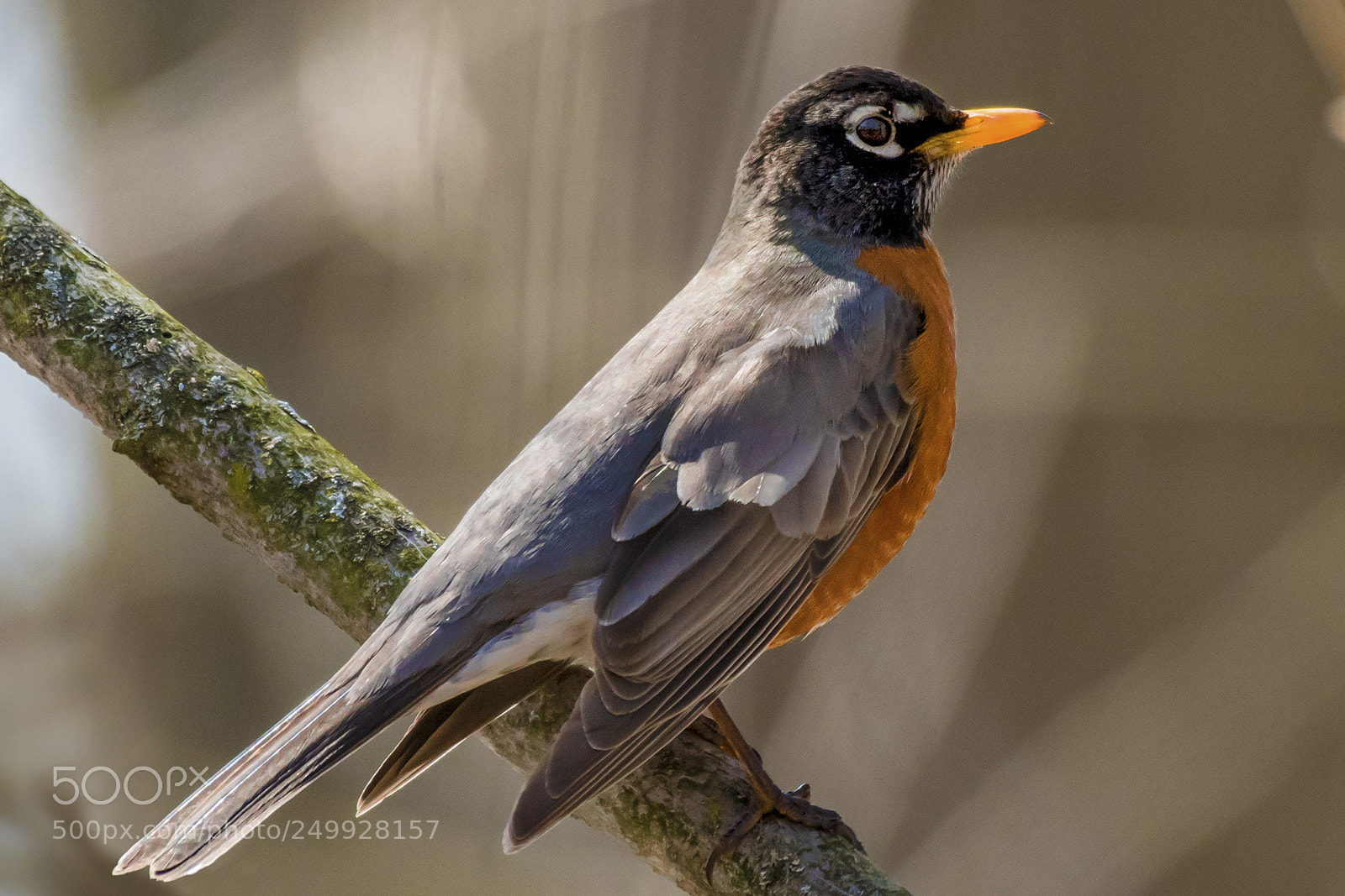 Nikon D500 sample photo. Robin, early spring photography