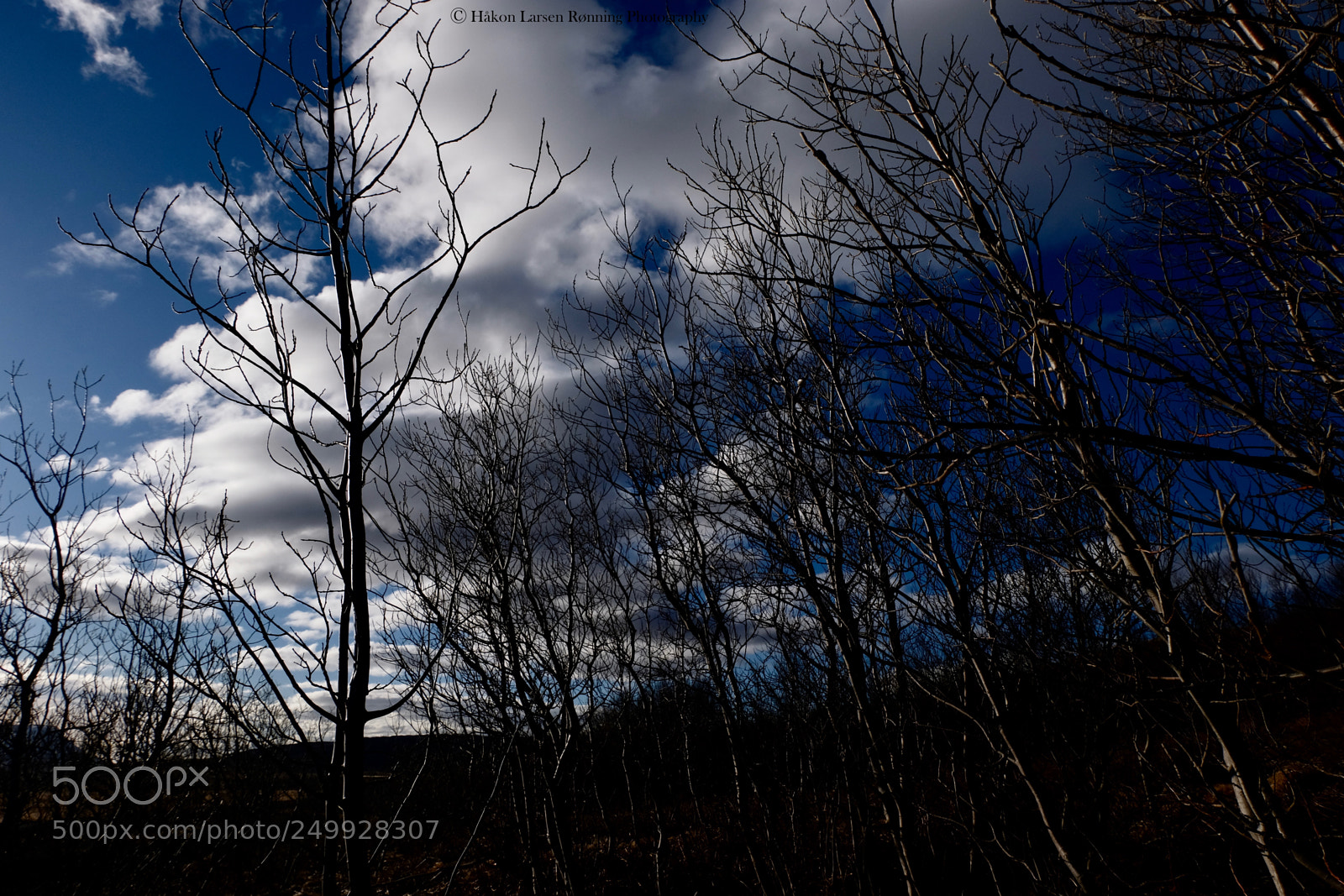 Fujifilm X-T20 sample photo. The highest trees on photography