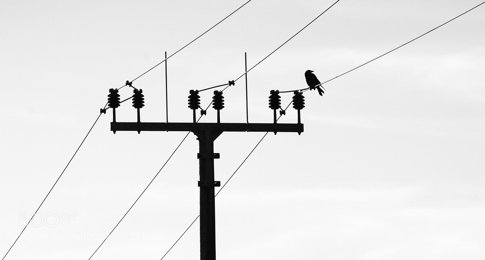 Nikon D7100 sample photo. The black bird on photography