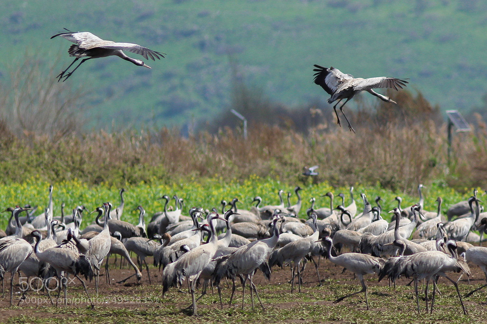 Canon EOS 700D (EOS Rebel T5i / EOS Kiss X7i) sample photo. Landing approach photography