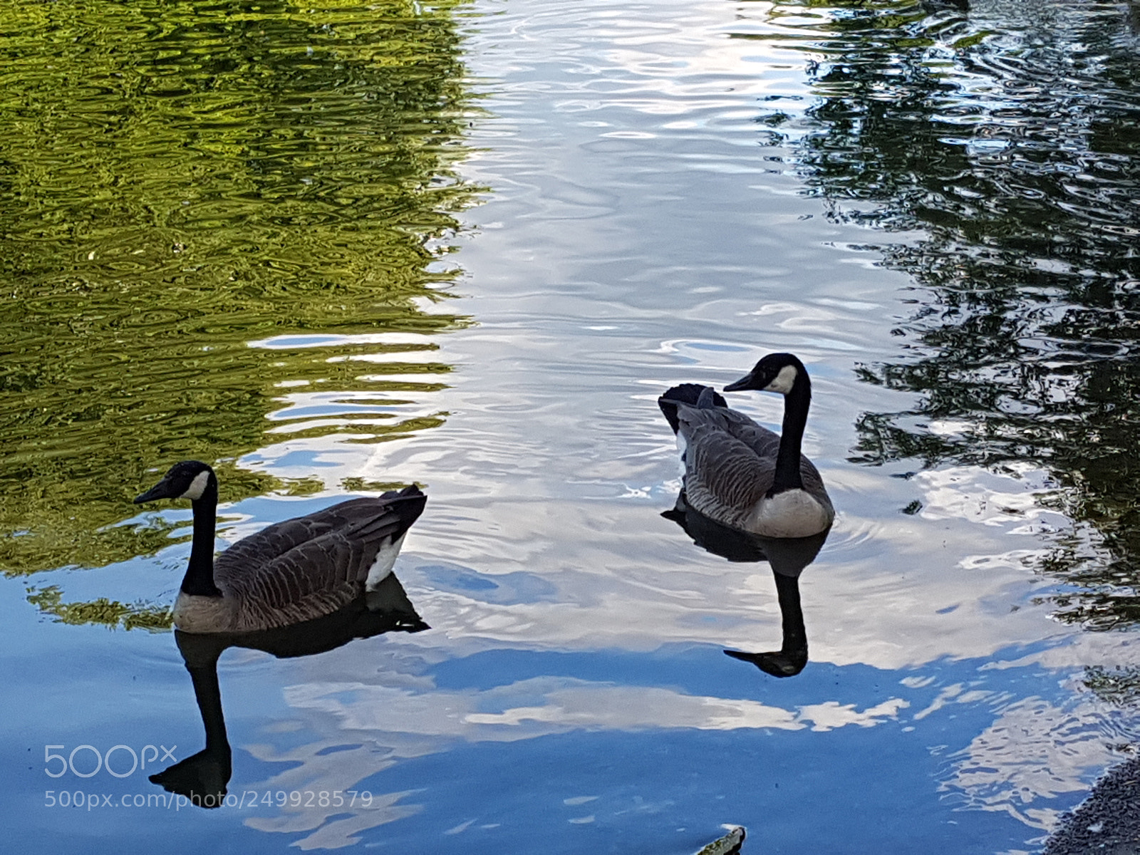 Samsung Galaxy S7 sample photo. Hilden gänse see photography