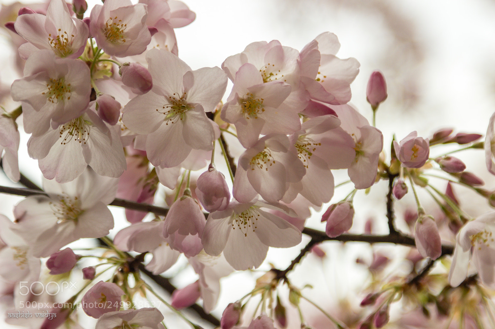 Canon EOS 600D (Rebel EOS T3i / EOS Kiss X5) sample photo. Pretty in pink photography