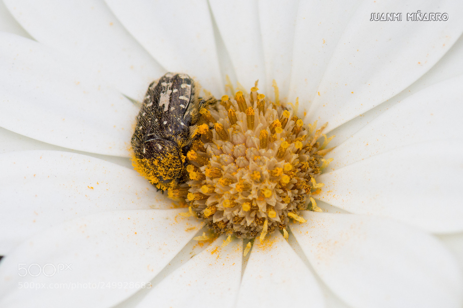 Nikon D7200 sample photo. Bug on daisy photography