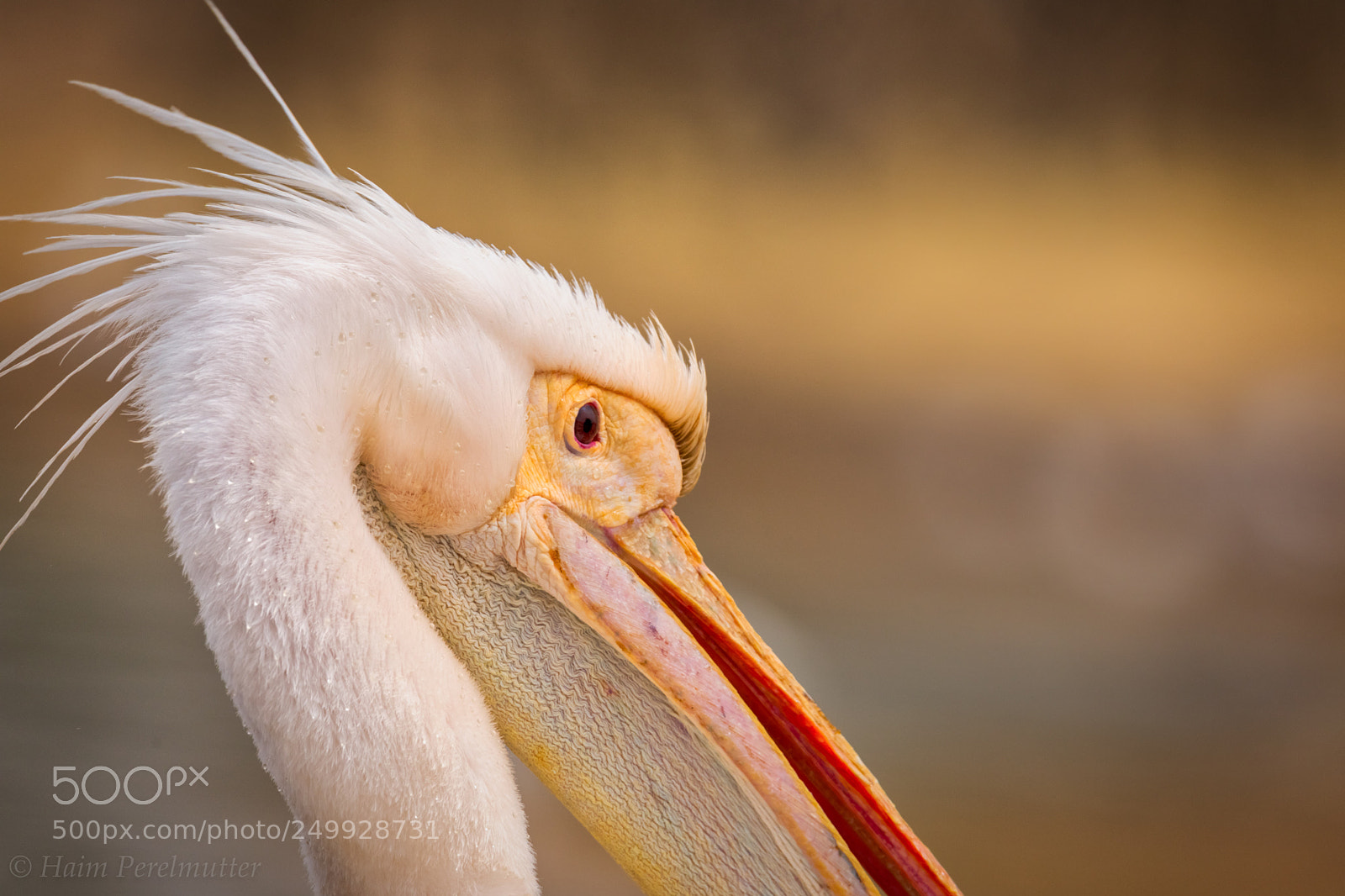 Canon EOS 5D Mark IV sample photo. Pelican head photography