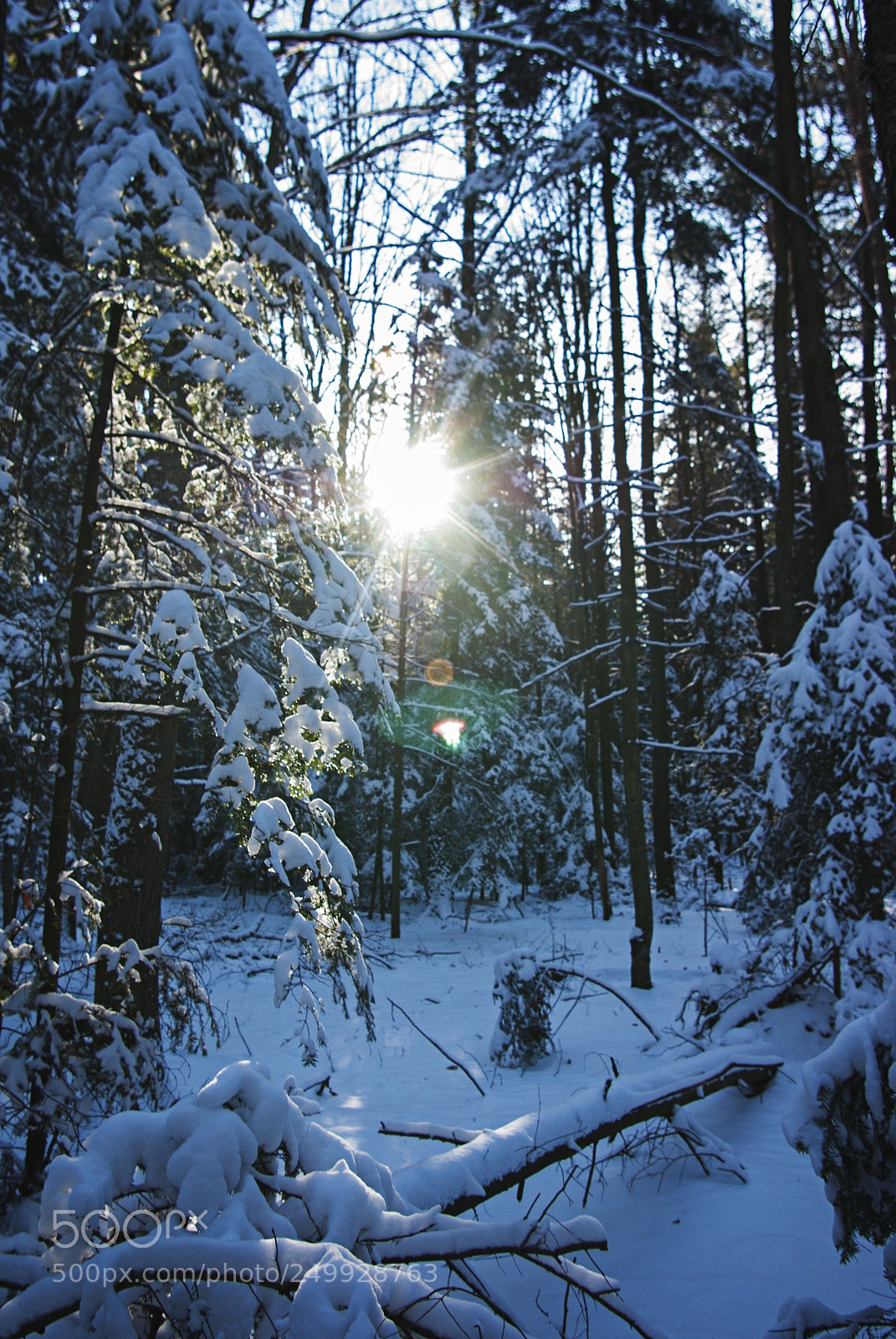 Pentax K10D sample photo. Snowy forest photography