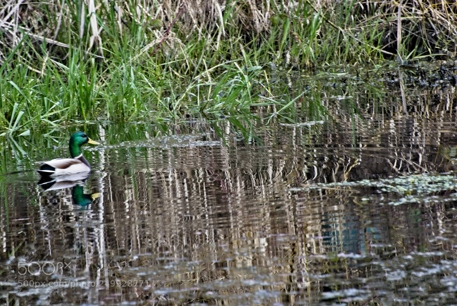 Nikon D60 sample photo. Mallard duck on the photography