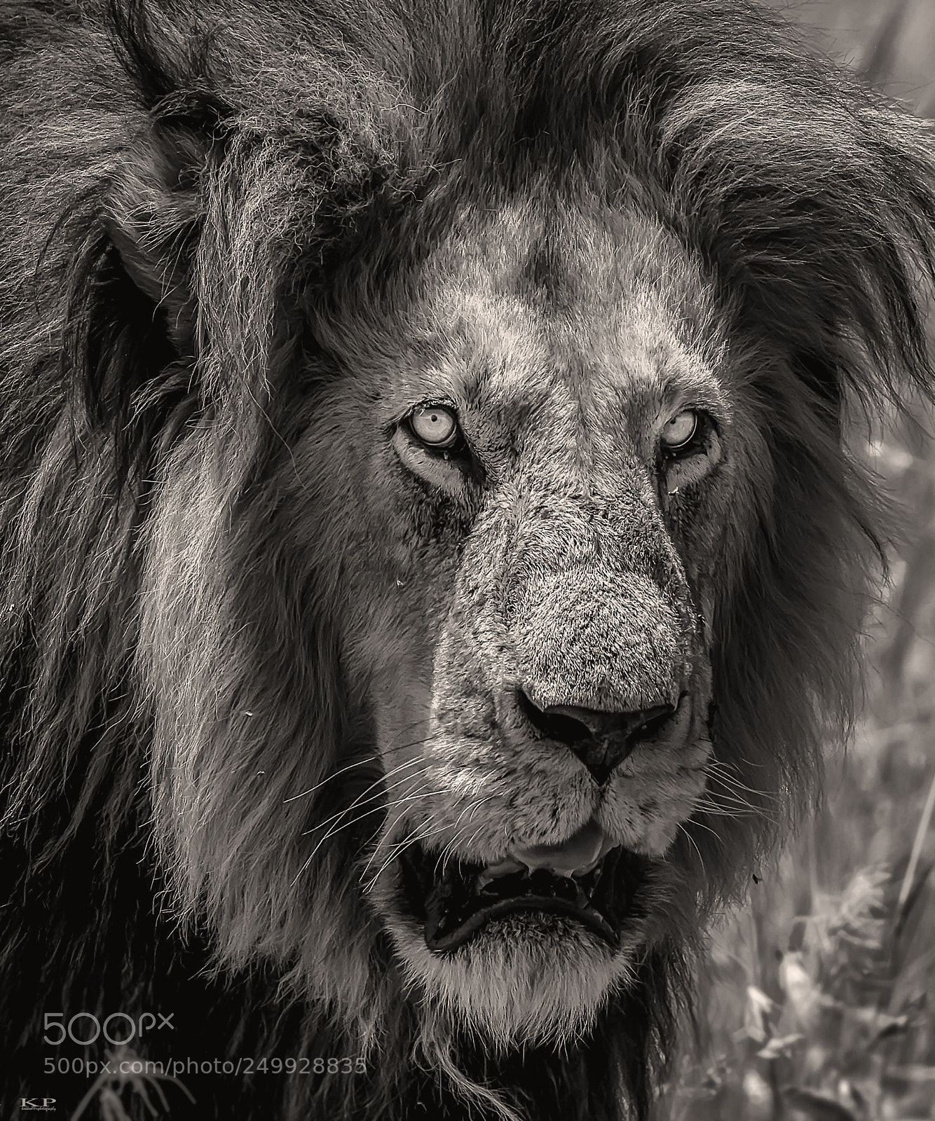Nikon D7200 sample photo. Lion king masai mara photography