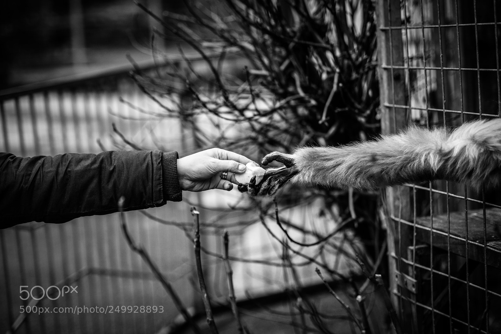 Nikon D810 sample photo. At the zoo photography