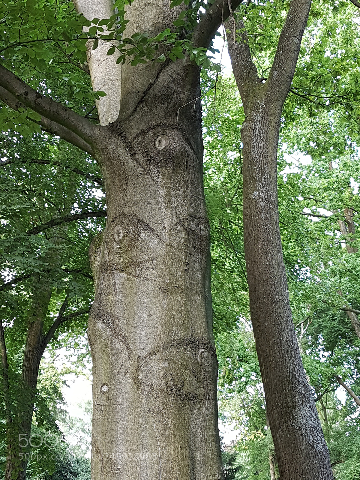 Samsung Galaxy S7 sample photo. Baum natur augen photography