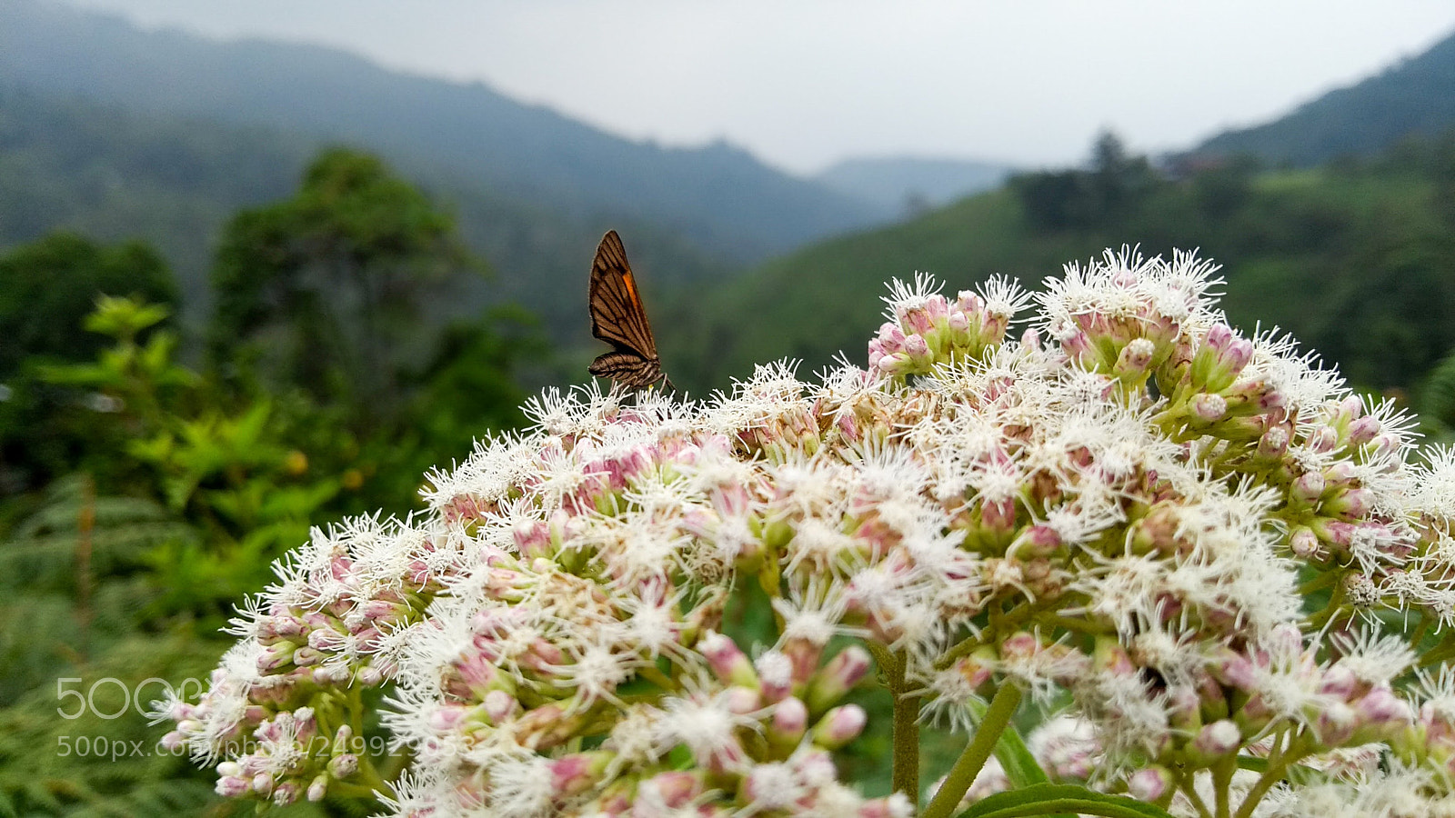 Motorola Moto G (5th Gen) sample photo. Untitled photography