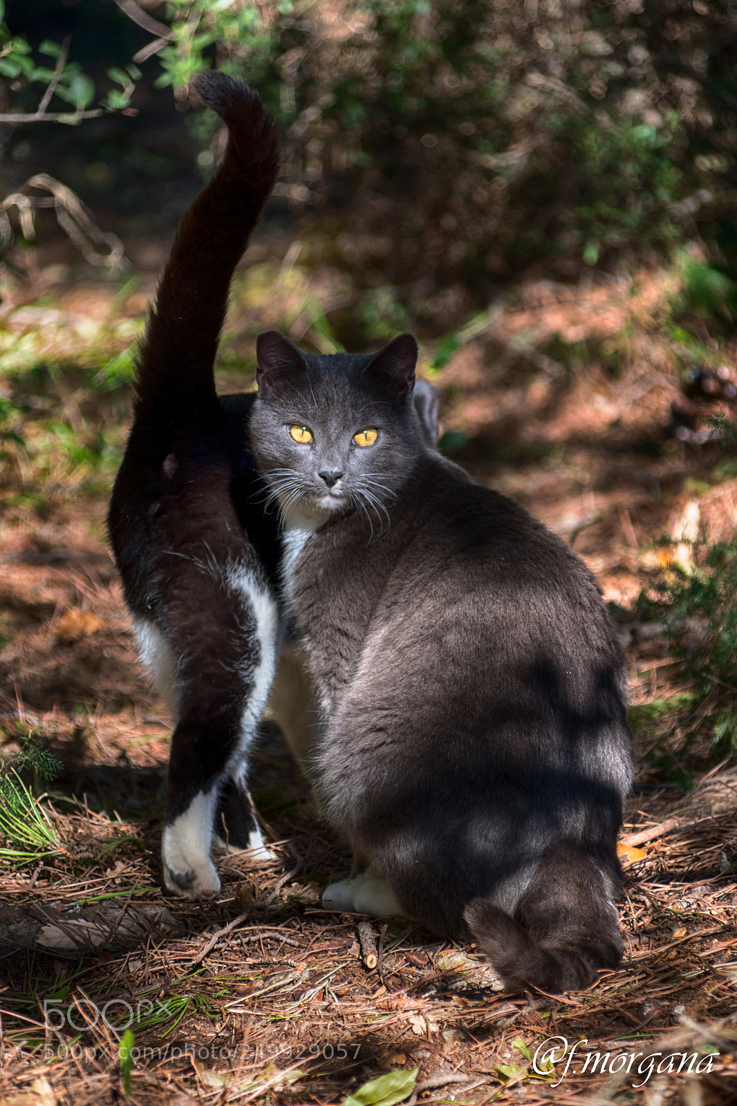 Nikon D7500 sample photo. Wild cats photography