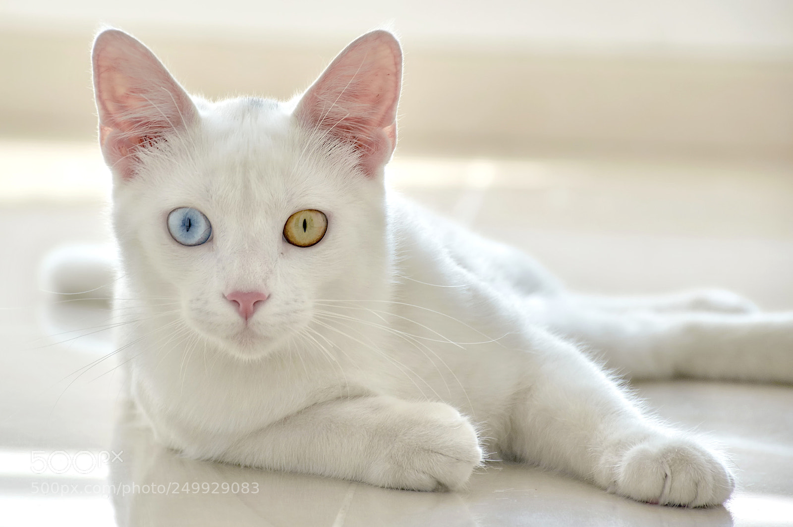 Nikon D3200 sample photo. Pet-coco photography