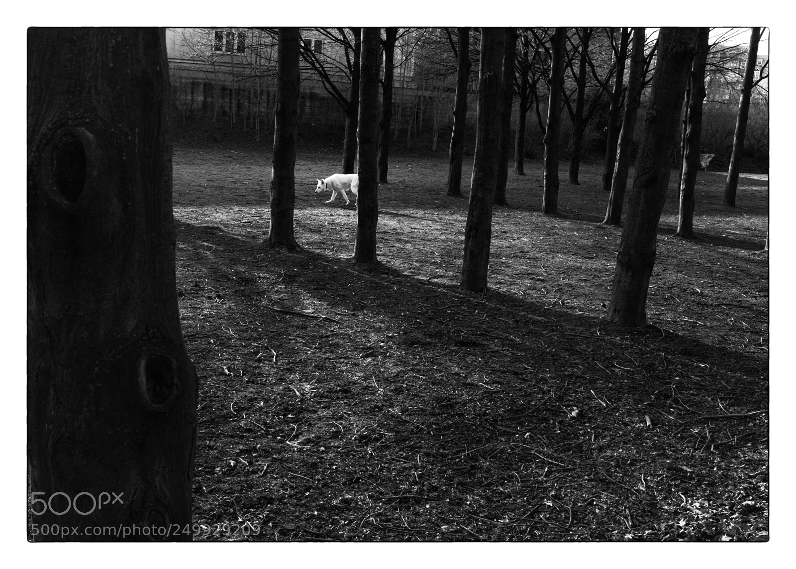 Fujifilm X100F sample photo. L'heure du loup photography