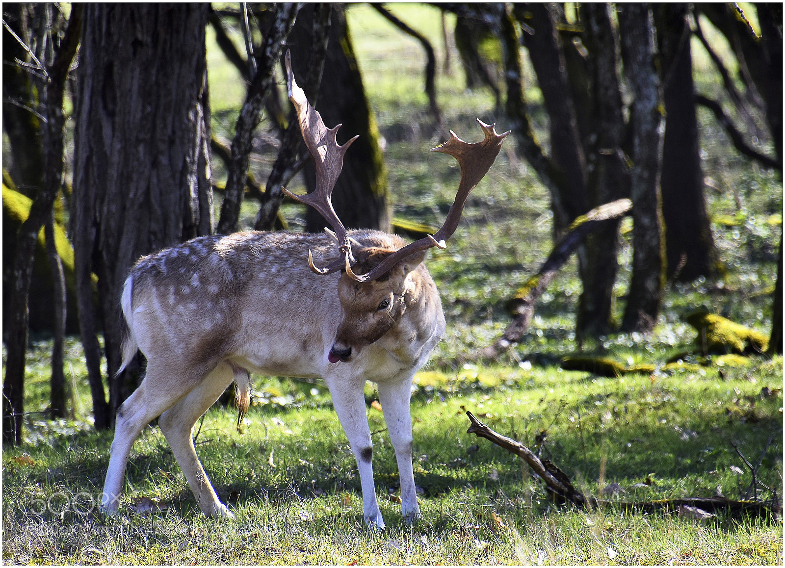 Nikon D5500 sample photo. Les hauts-bois photography
