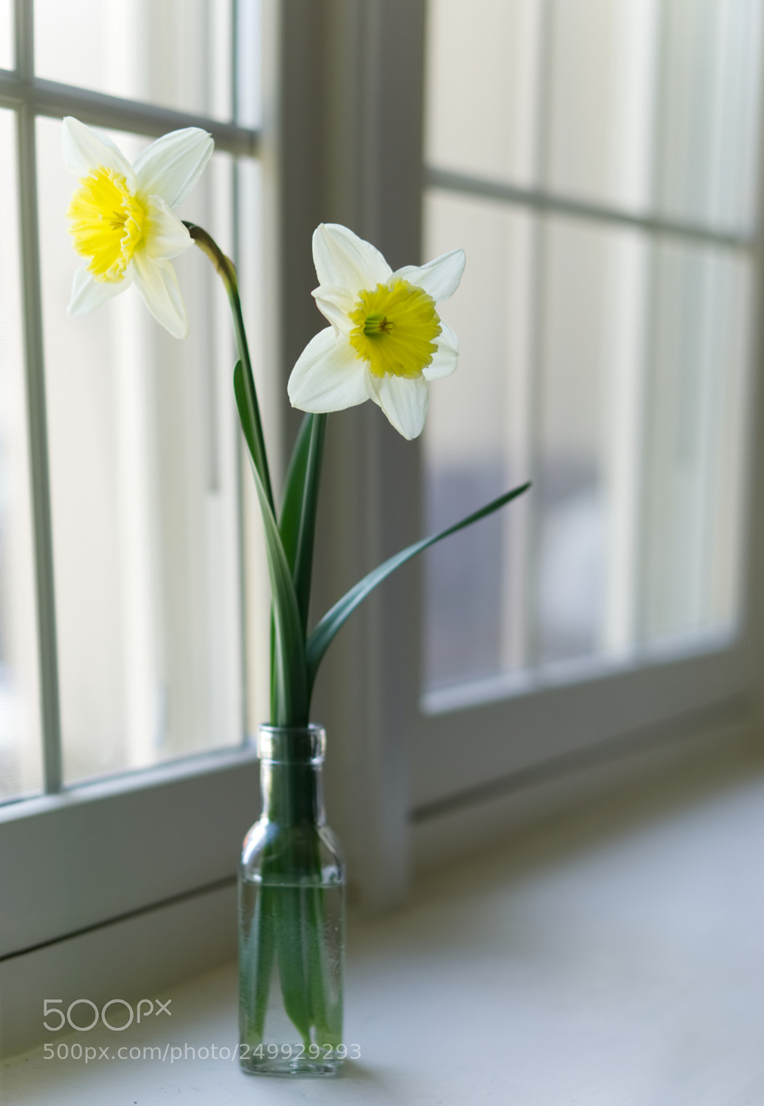 Sony a6000 sample photo. First daffodils photography
