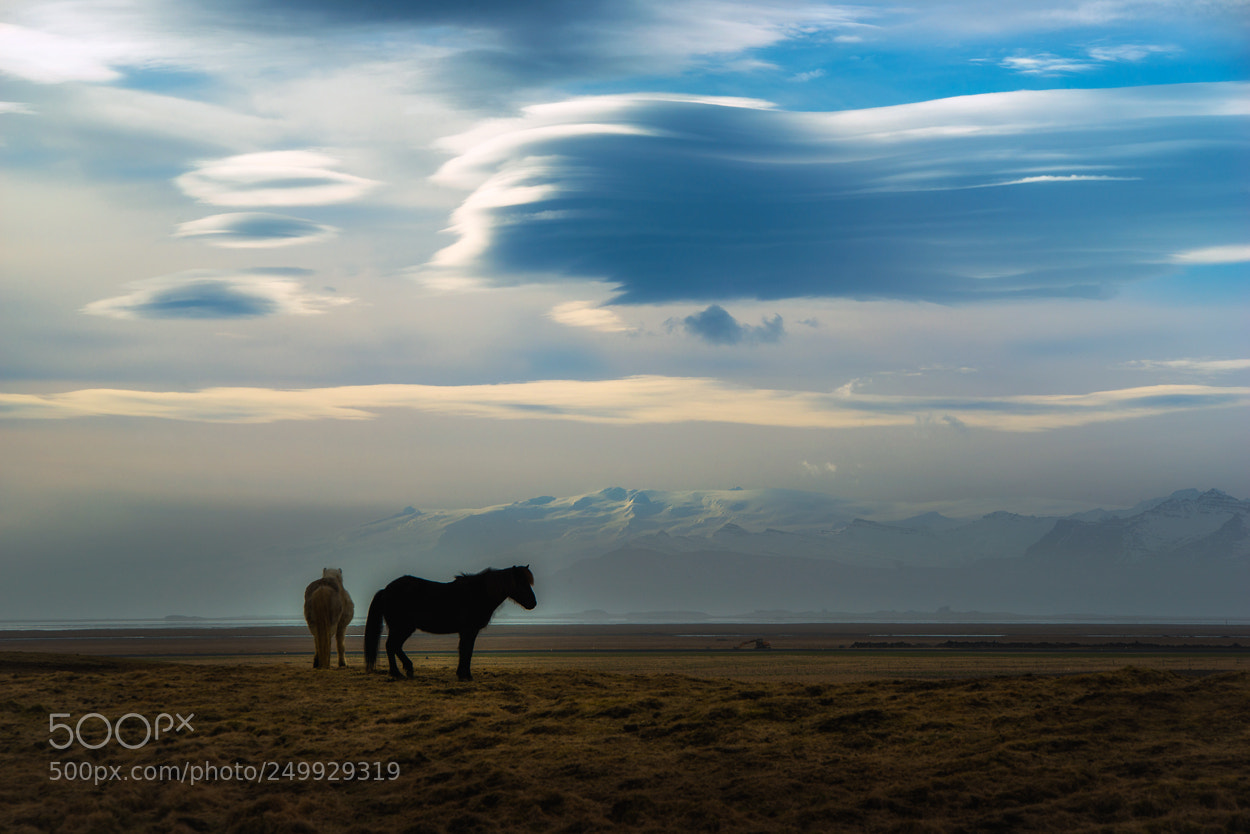 Nikon D800 sample photo. [ horses ] photography