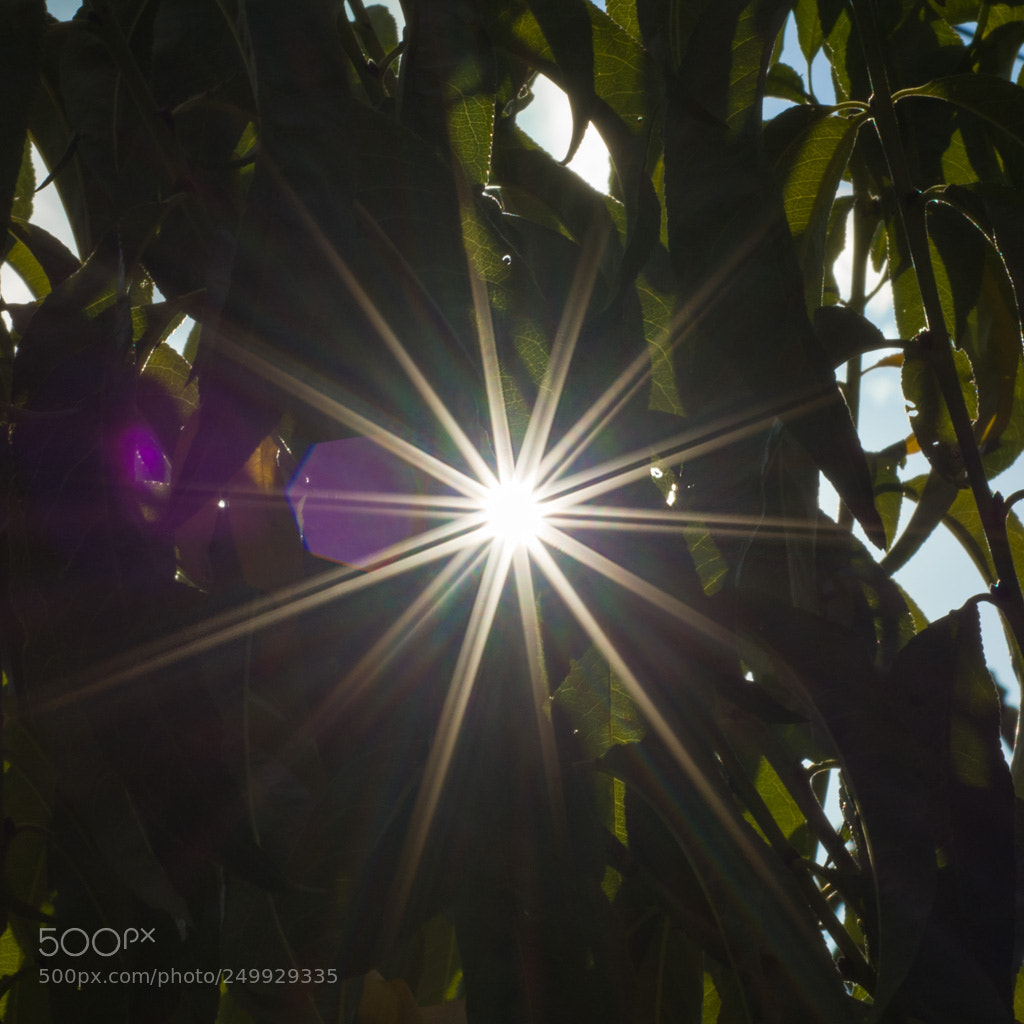 Nikon D7100 sample photo. Danza del sol photography