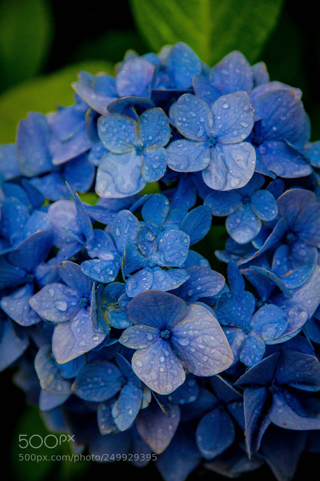 Canon EOS 7D sample photo. Blue flowers photography