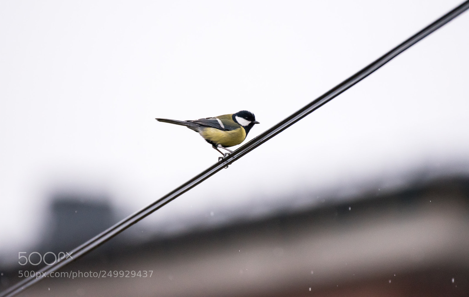 Nikon D5500 sample photo. Great tit photography