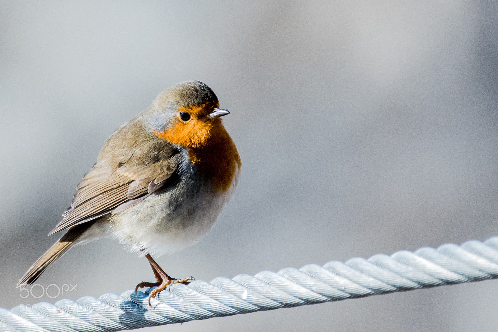 Nikon D5500 sample photo. European robin photography