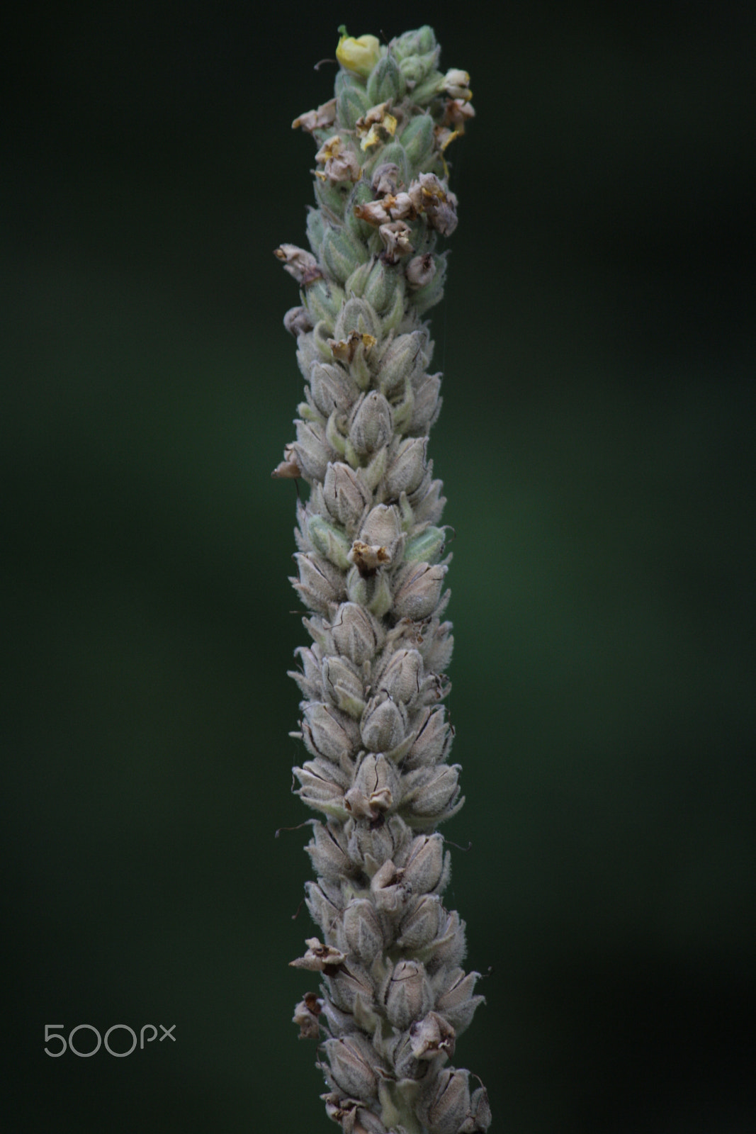 Canon EF-S 55-250mm F4-5.6 IS sample photo. Img photography