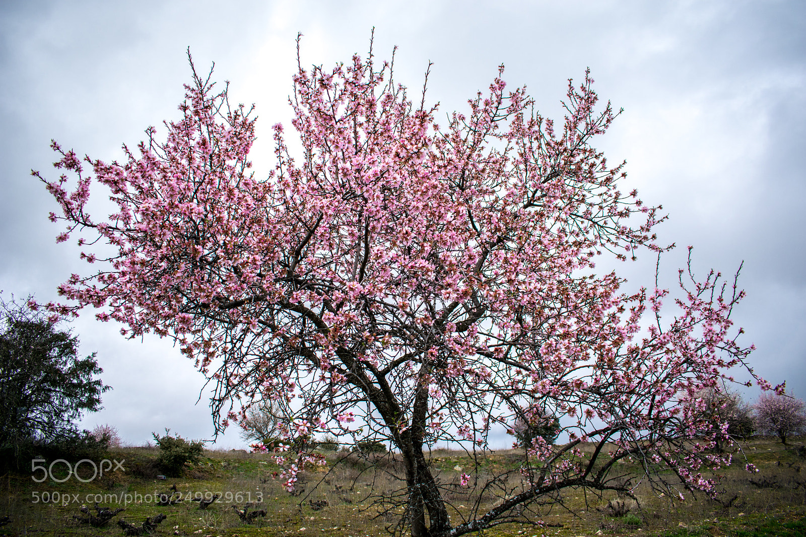 Nikon D3400 sample photo. Spring photography
