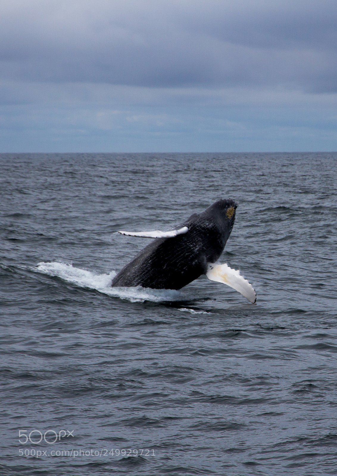 Canon EOS 7D sample photo. Whale jumping out of photography