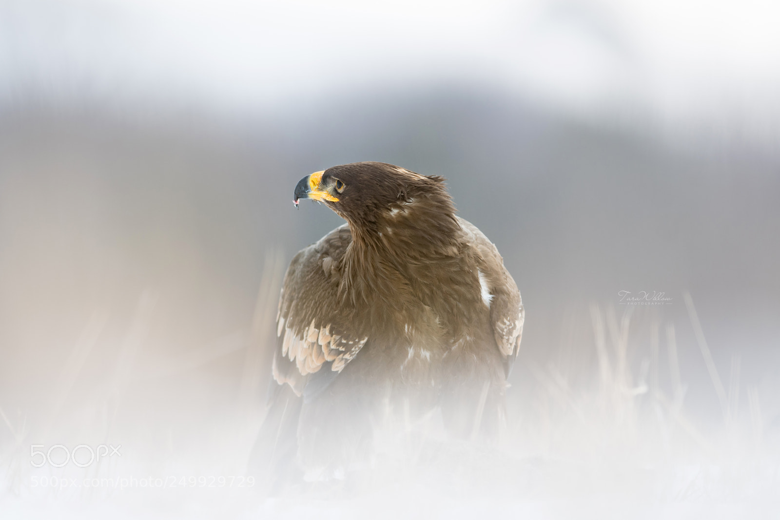 Nikon D500 sample photo. Mystery eagle photography