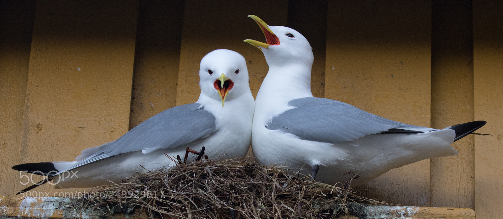Canon EOS 7D Mark II sample photo. Kittiwake / drieteenmeeuw photography