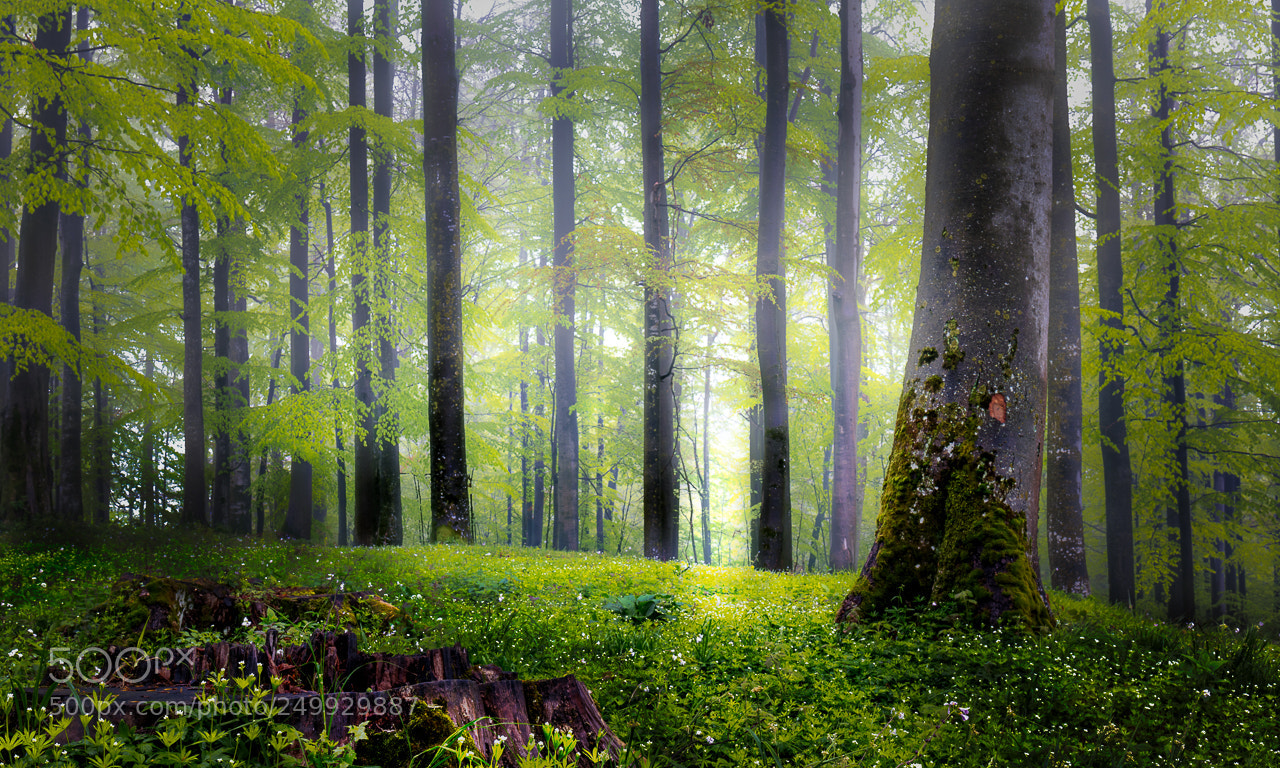 Canon EOS 5DS R sample photo. Magic forest photography