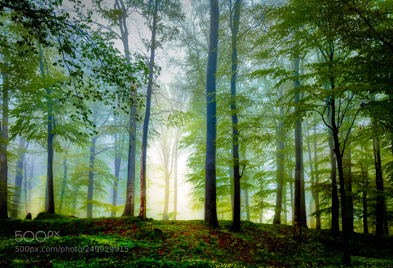 Canon EOS 5DS R sample photo. Magic forest photography