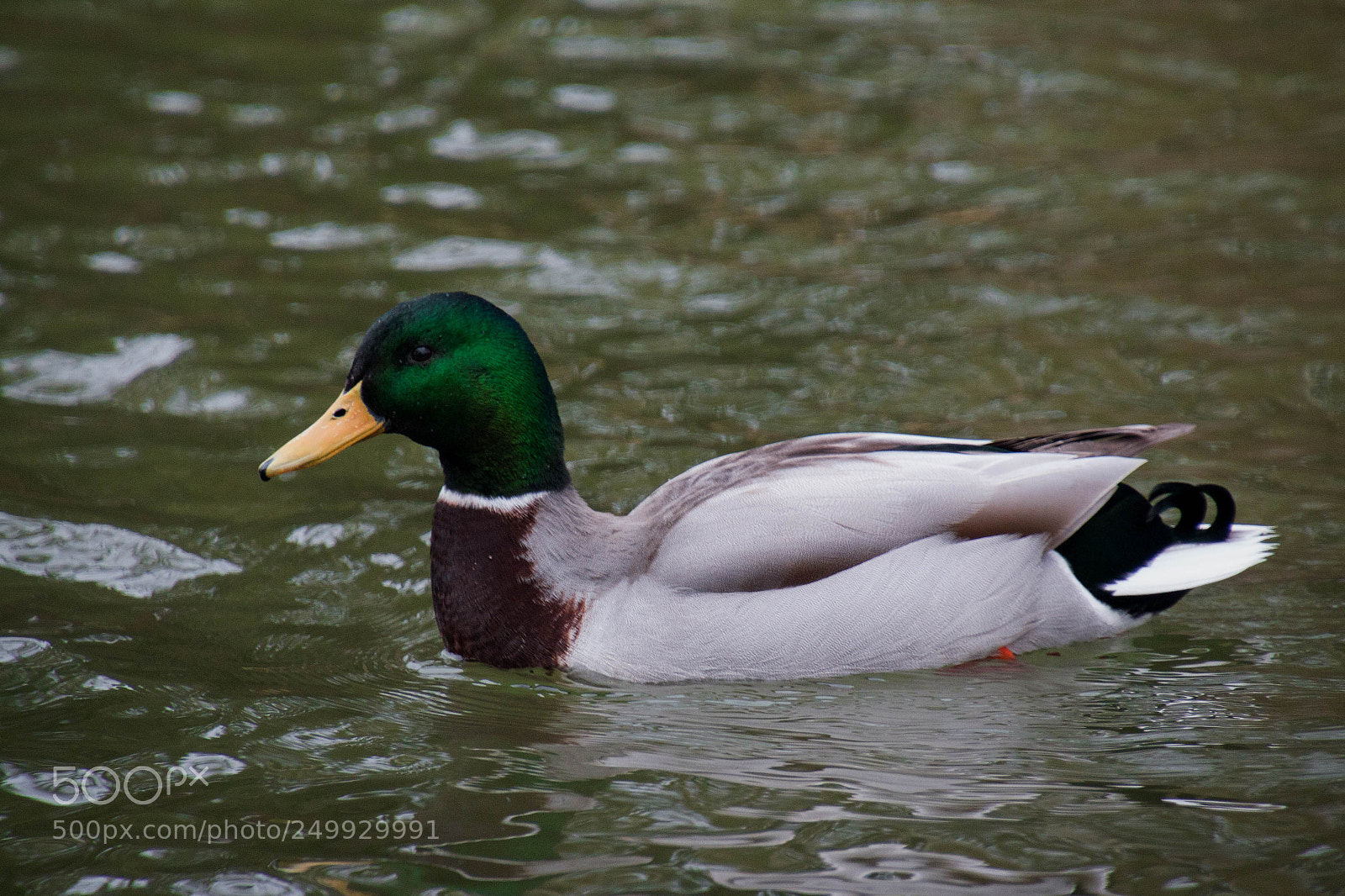 Canon EOS 70D sample photo. Ente kommt photography