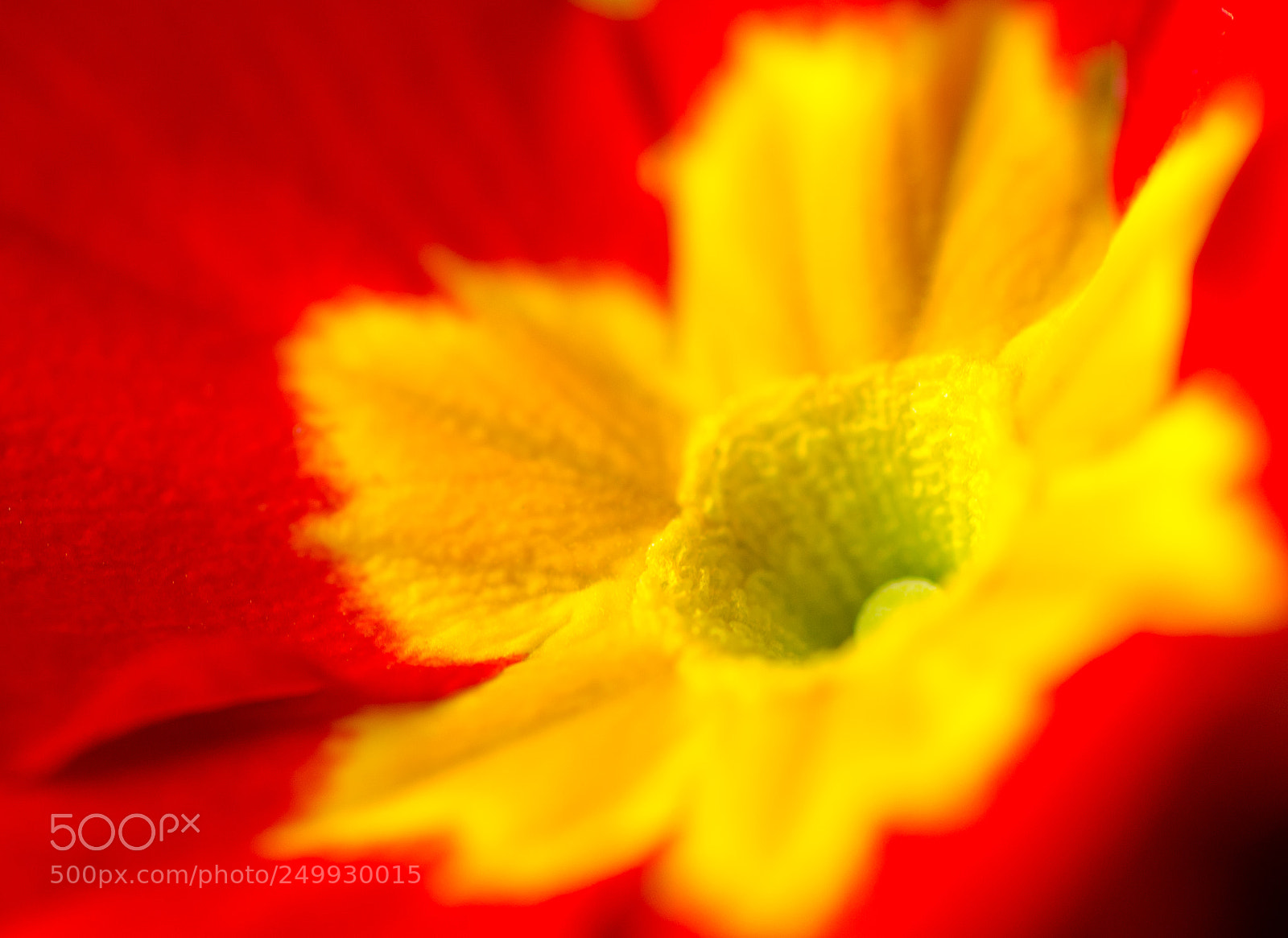 Nikon D7000 sample photo. Red and yellow photography