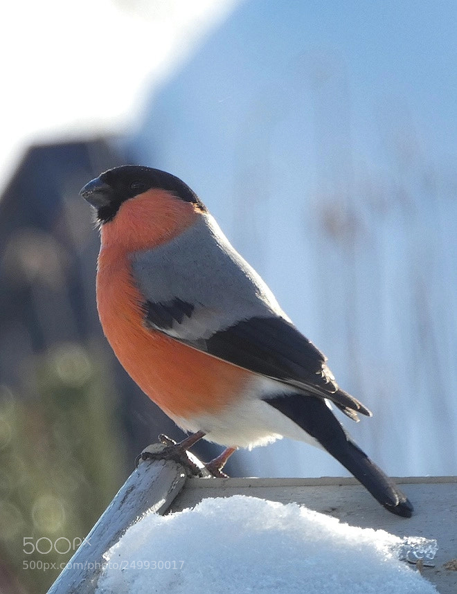 Panasonic Lumix DC-FZ80 (Lumix DC-FZ82) sample photo. Bullfinch enjoying the sun photography
