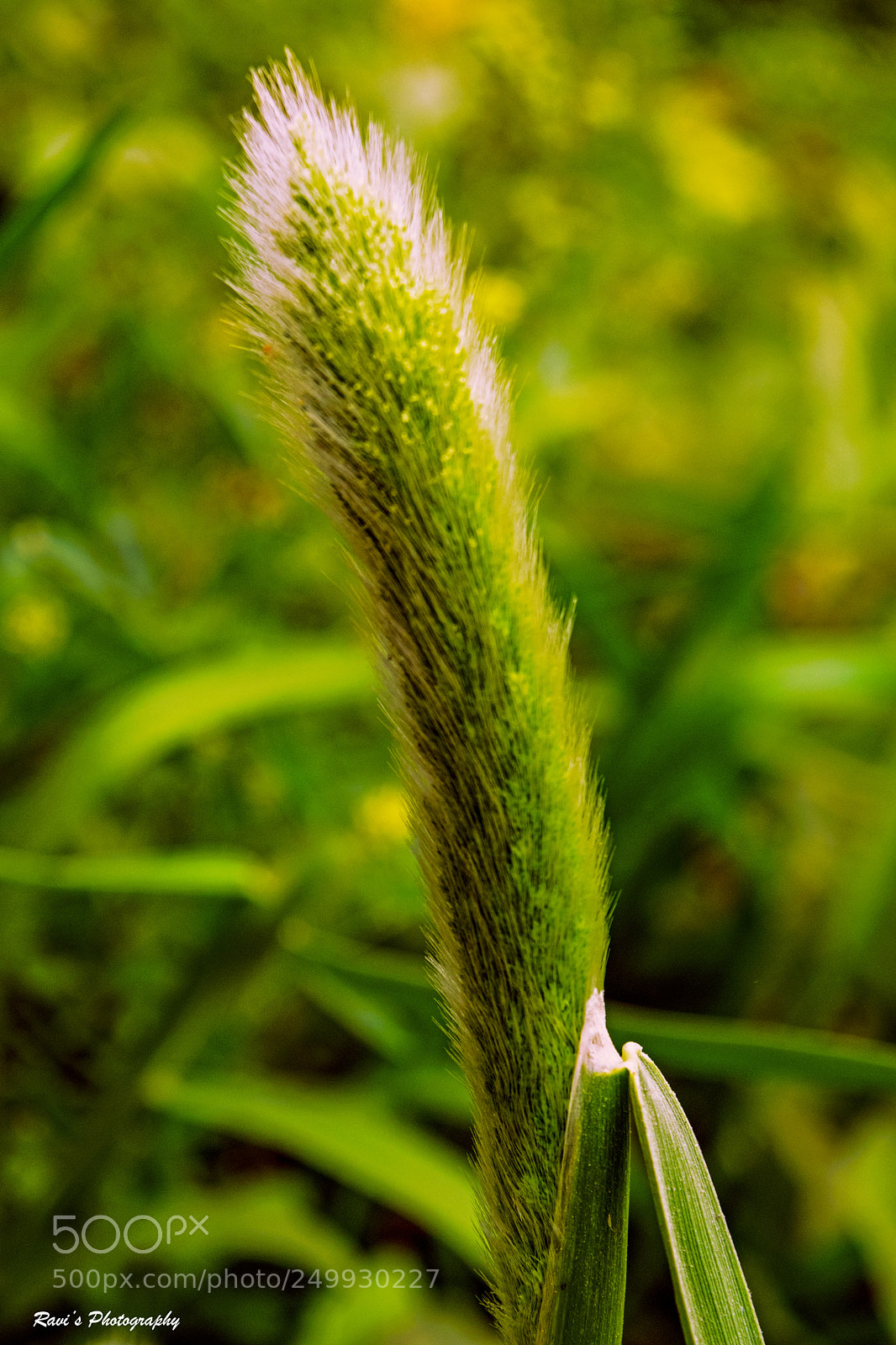 Nikon D5300 sample photo. Soft photography