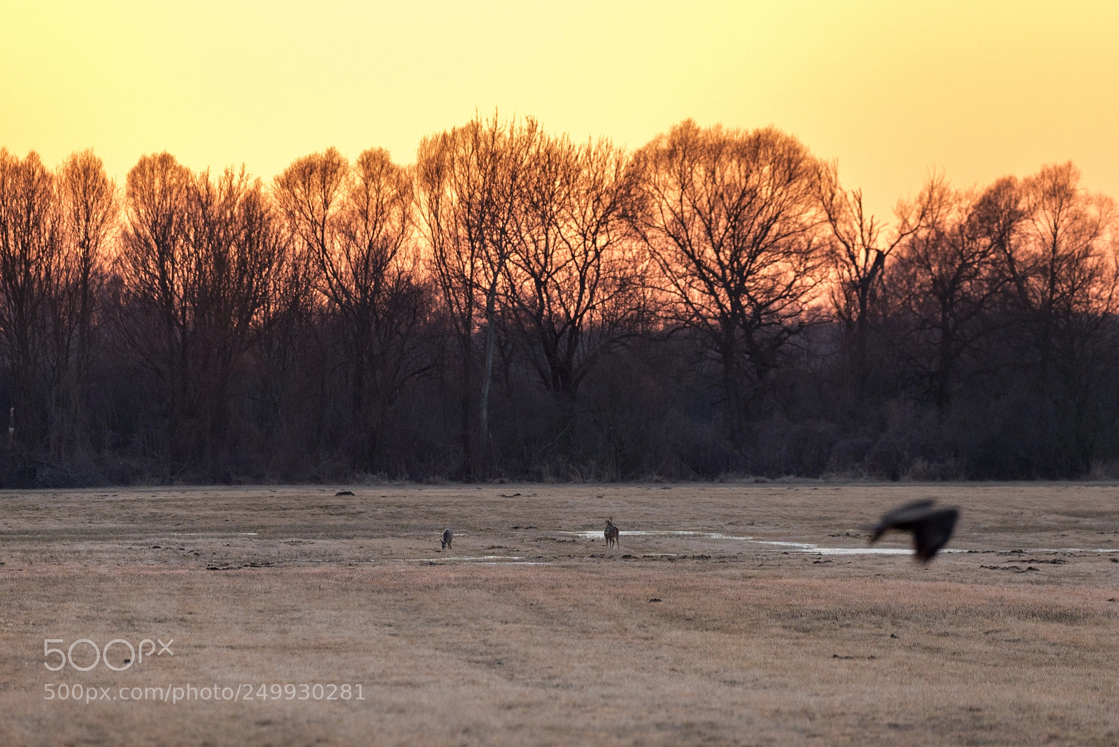 Nikon D610 sample photo. Deer and bird photography