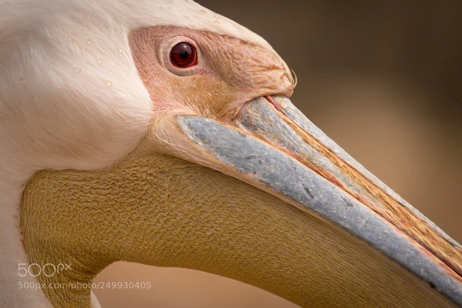 Canon EOS 5D Mark IV sample photo. Pelican eye photography