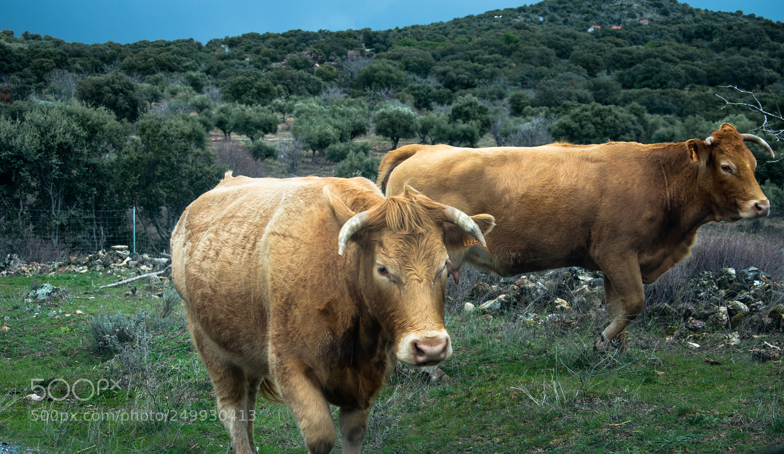 Nikon D3400 sample photo. Cows photography