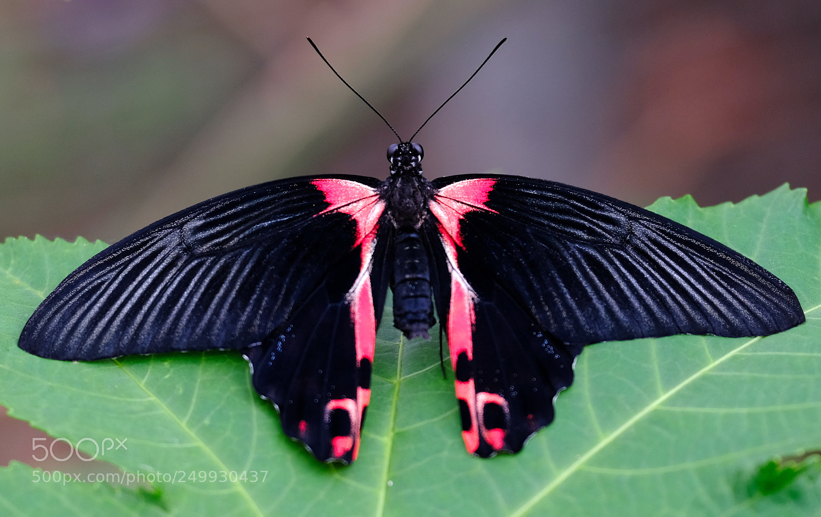 Fujifilm X-H1 sample photo. Black & red photography
