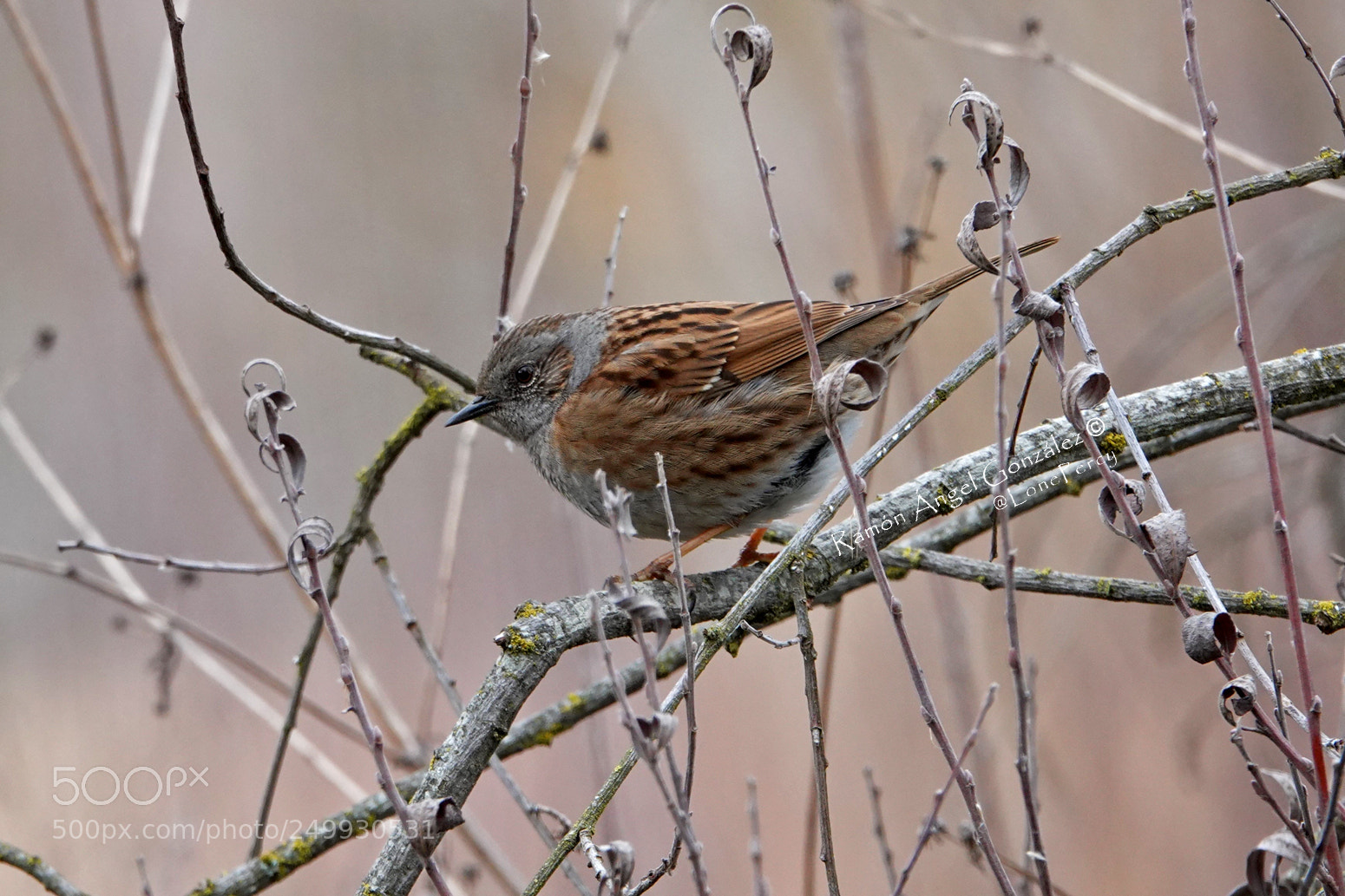 Sony Cyber-shot DSC-RX10 IV sample photo. Dunnock in a coppice photography