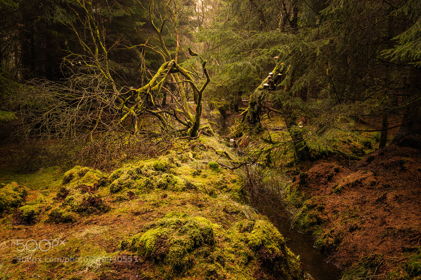 Nikon D3300 sample photo. Woodland photography